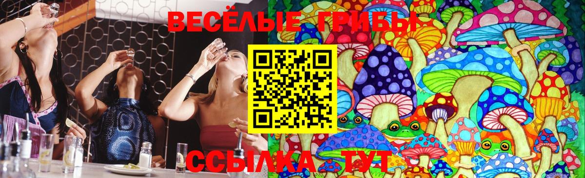 Галлюциногенные грибы Psilocybe Таганрог